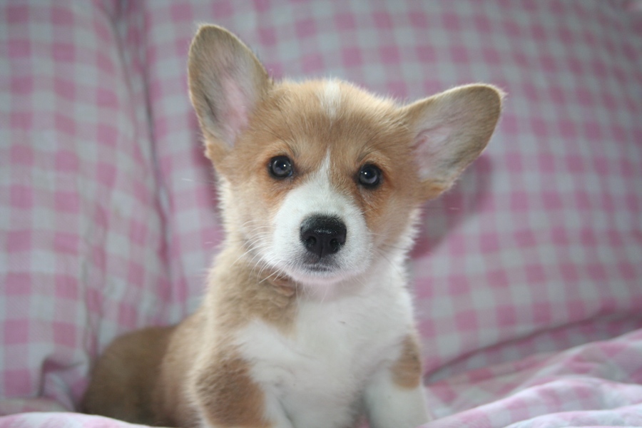 Puppies